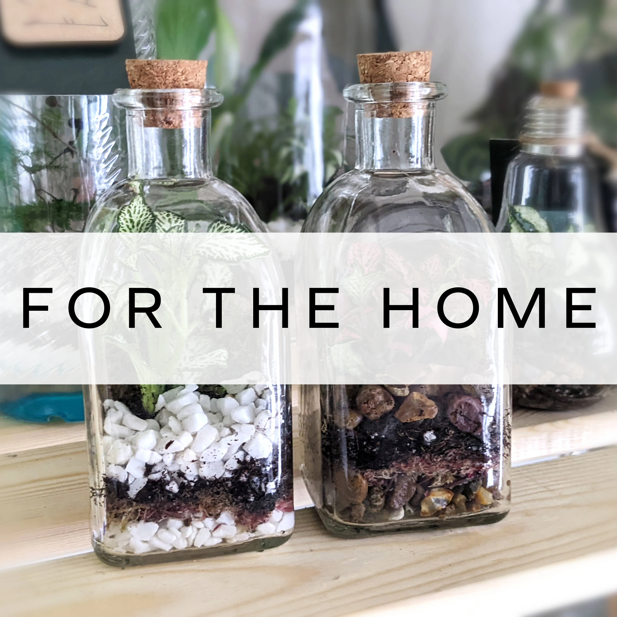 Two small terrariums featuring lush greenery, perfect for adding a touch of nature and charm to any home décor or workspace.