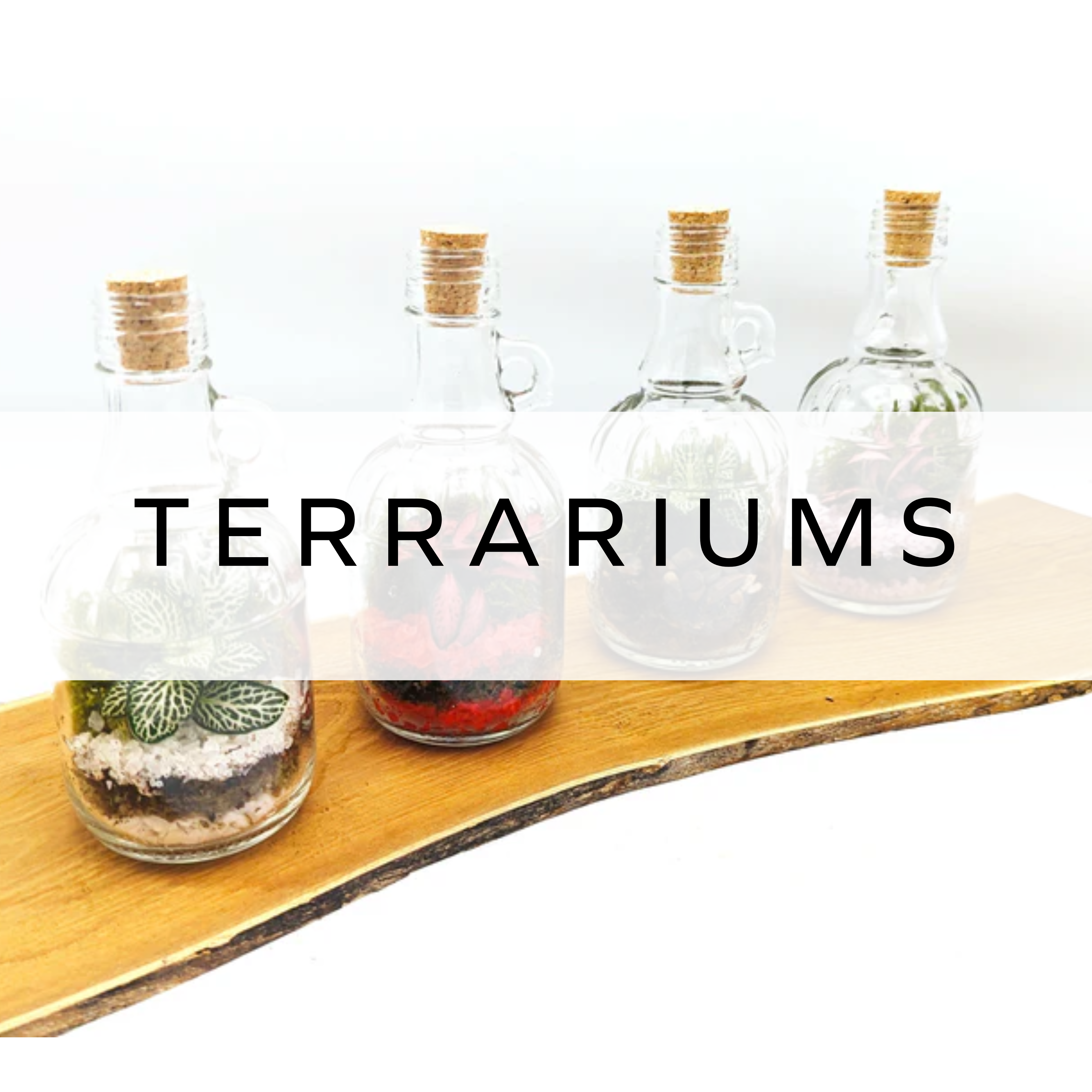 A selection of terrariums displayed on a wooden slice, showcasing unique glass bottles filled with greenery and decorative elements.