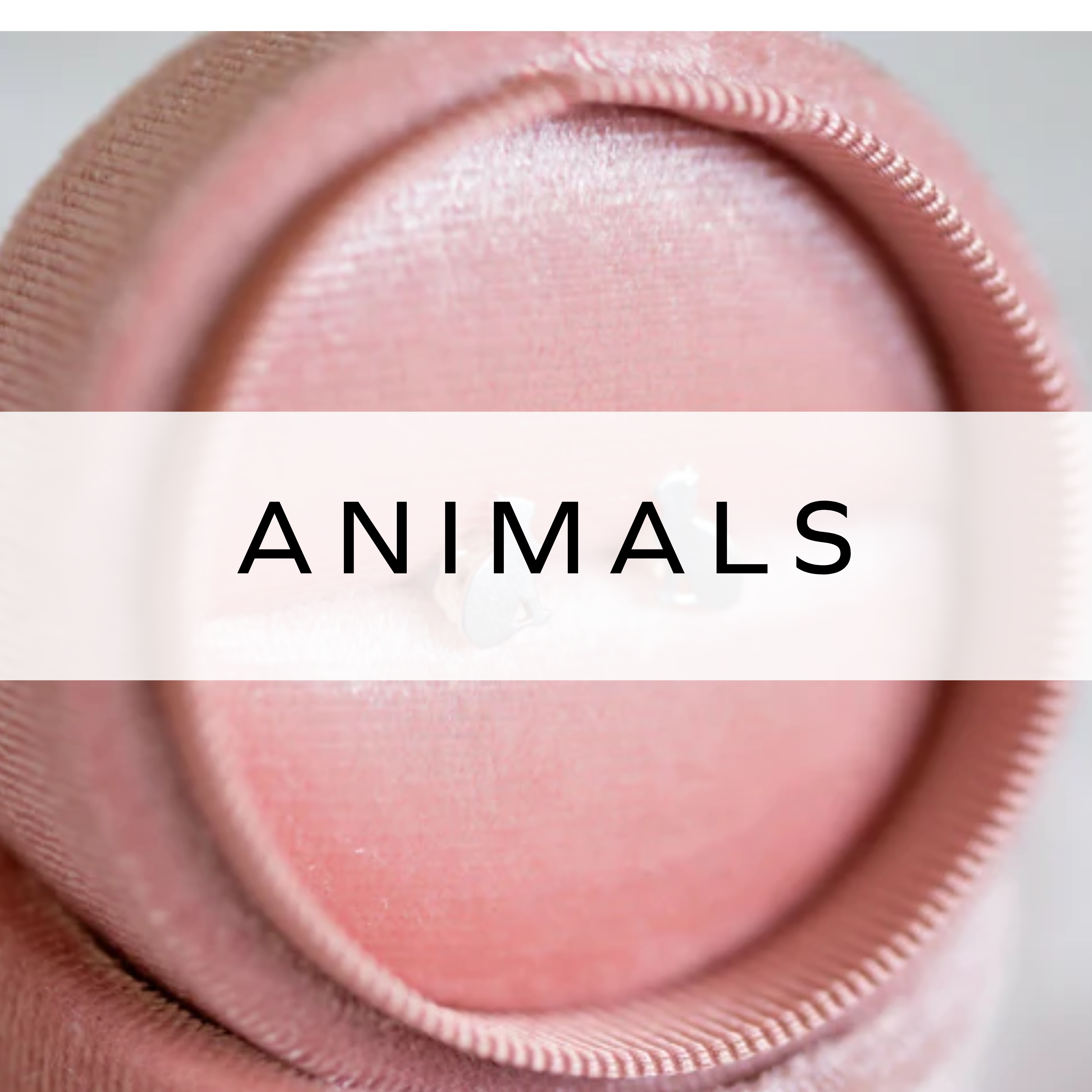 Silver stud earrings displayed in a pink gift box – elegant and perfect for gifting.