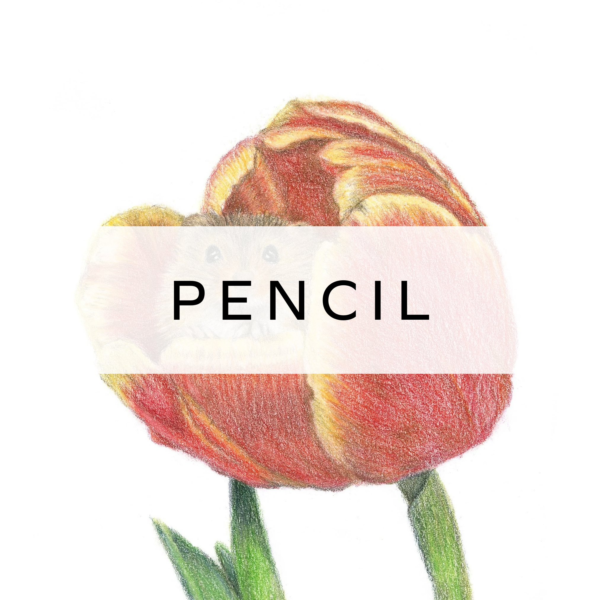 Coloured pencil drawing of mouse in a red flower.