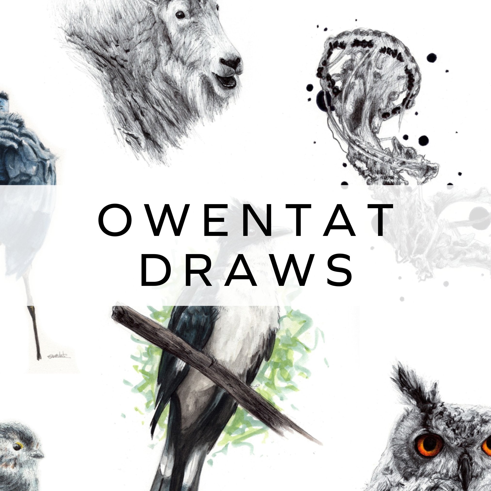 A collection of various animals, including a jellyfish and an owl, beautifully illustrated in biro pen and watercolour, showcasing intricate detail and vibrant colours.