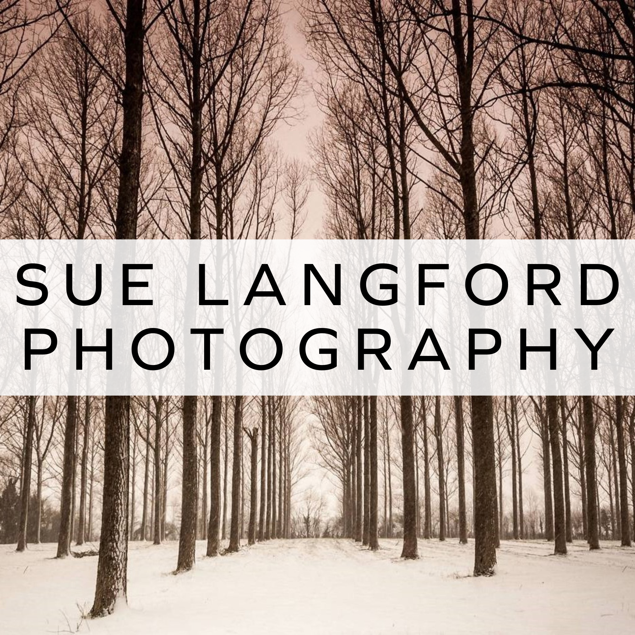 Bare trees in a snowy forest, with a peaceful winter landscape.