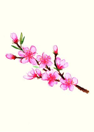 Cherry Blossom Greetings Card - detail