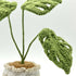 Crochet Monstera Plant in Cosy Yarn Pot