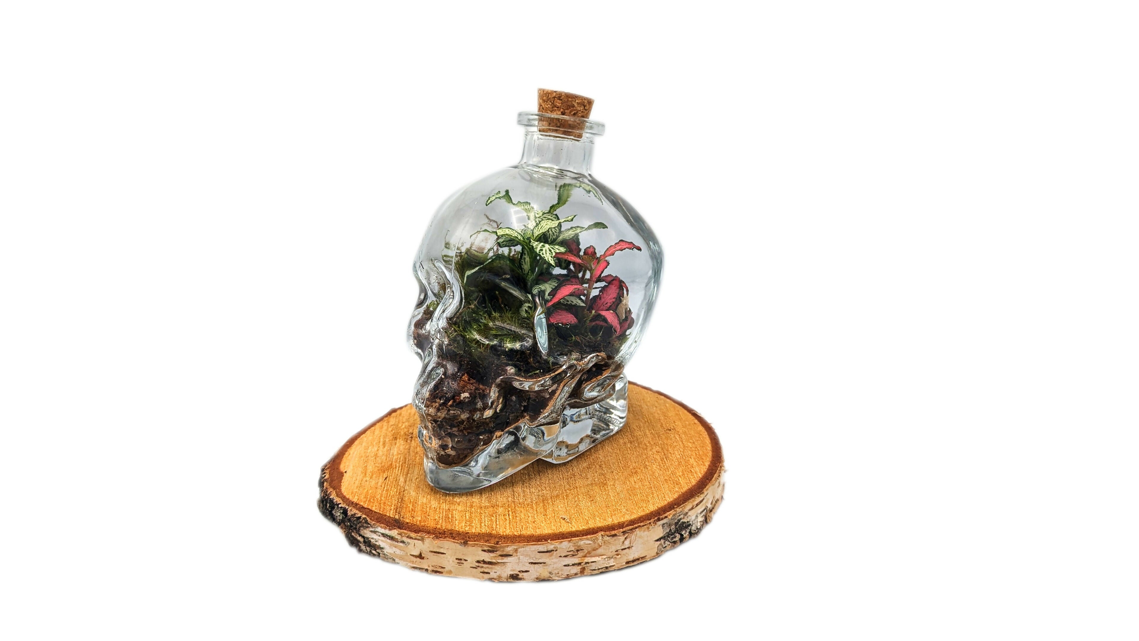 Large Skull Terrarium