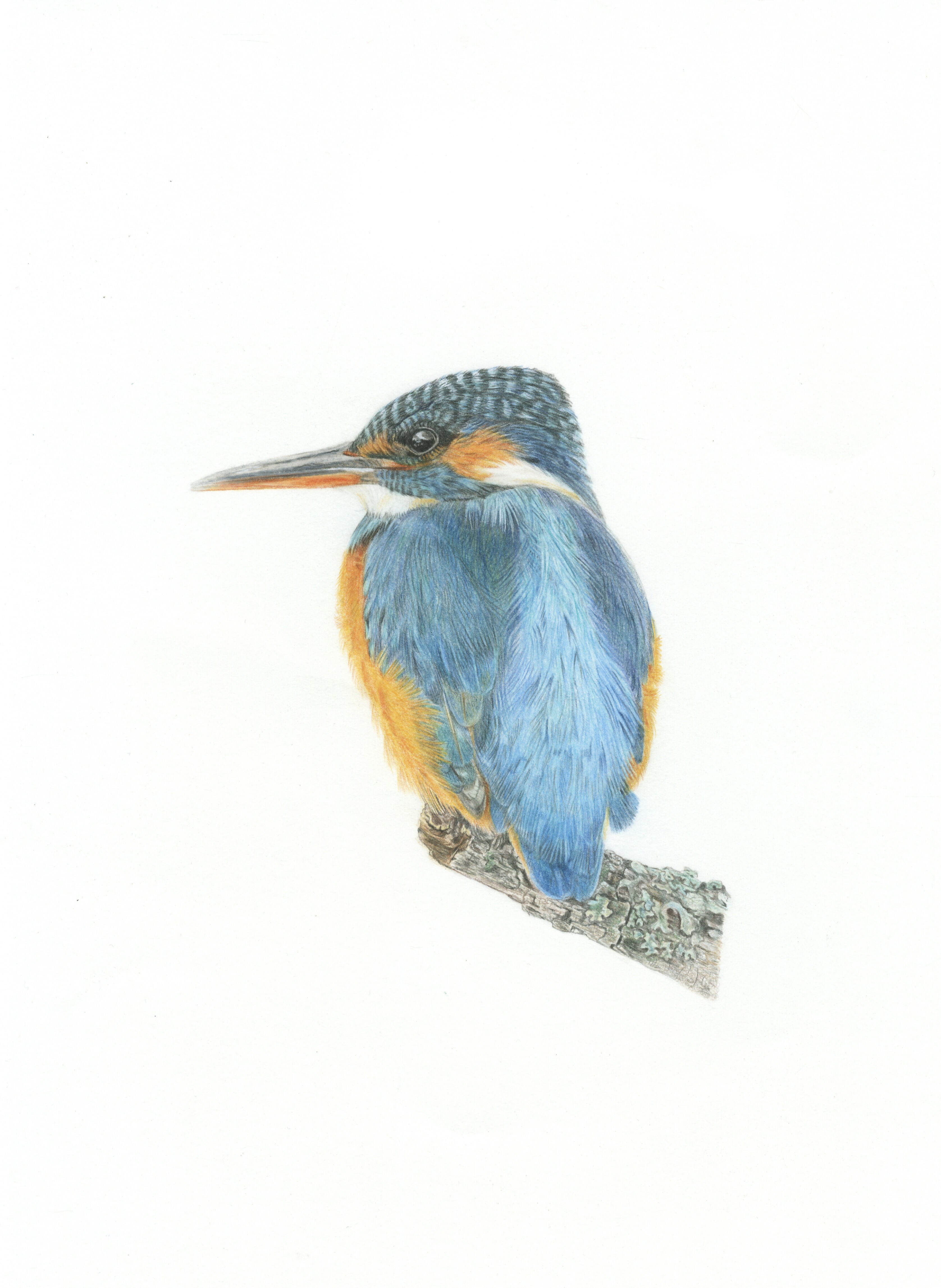 Kingfisher%20June%202020