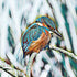 Kingfisher Blues