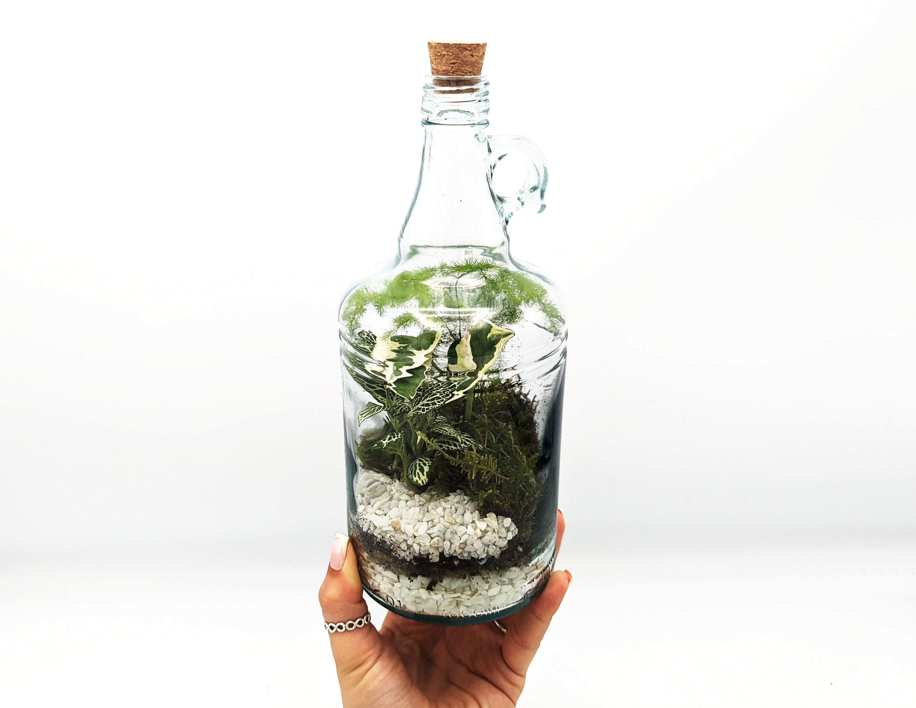 Classic 1L Demijohn Terrarium