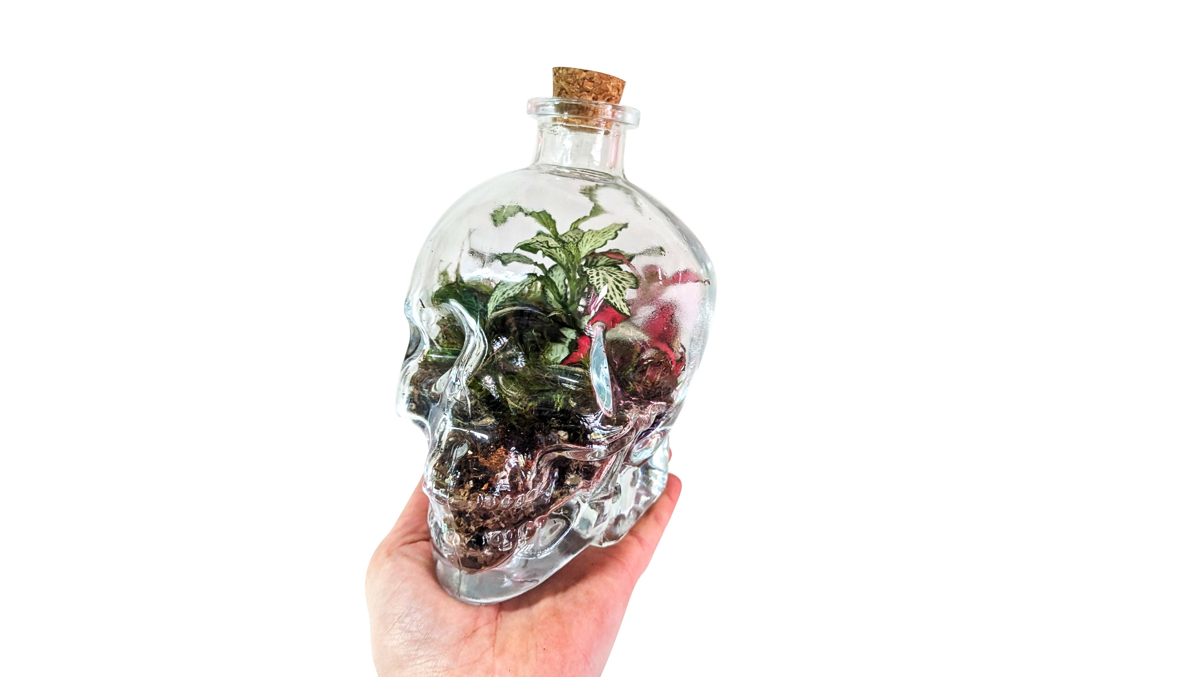 Large Skull Terrarium