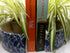 Rain-flower Plant-pot Bookends