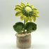 Pastel Coloured Crochet Sunflower in Scallop Trimmed Pot