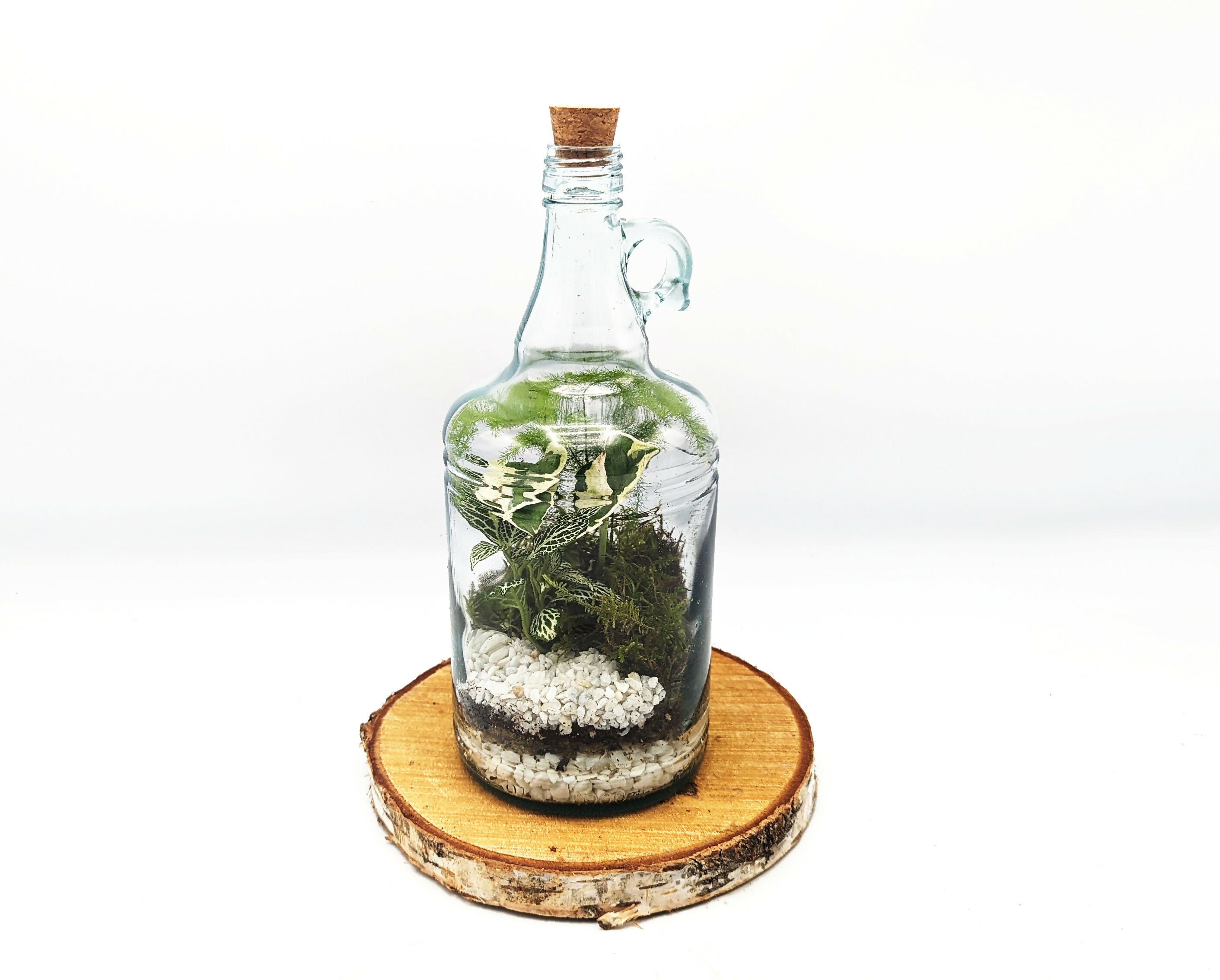 Classic 1L Demijohn Terrarium