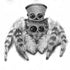 jumpspider