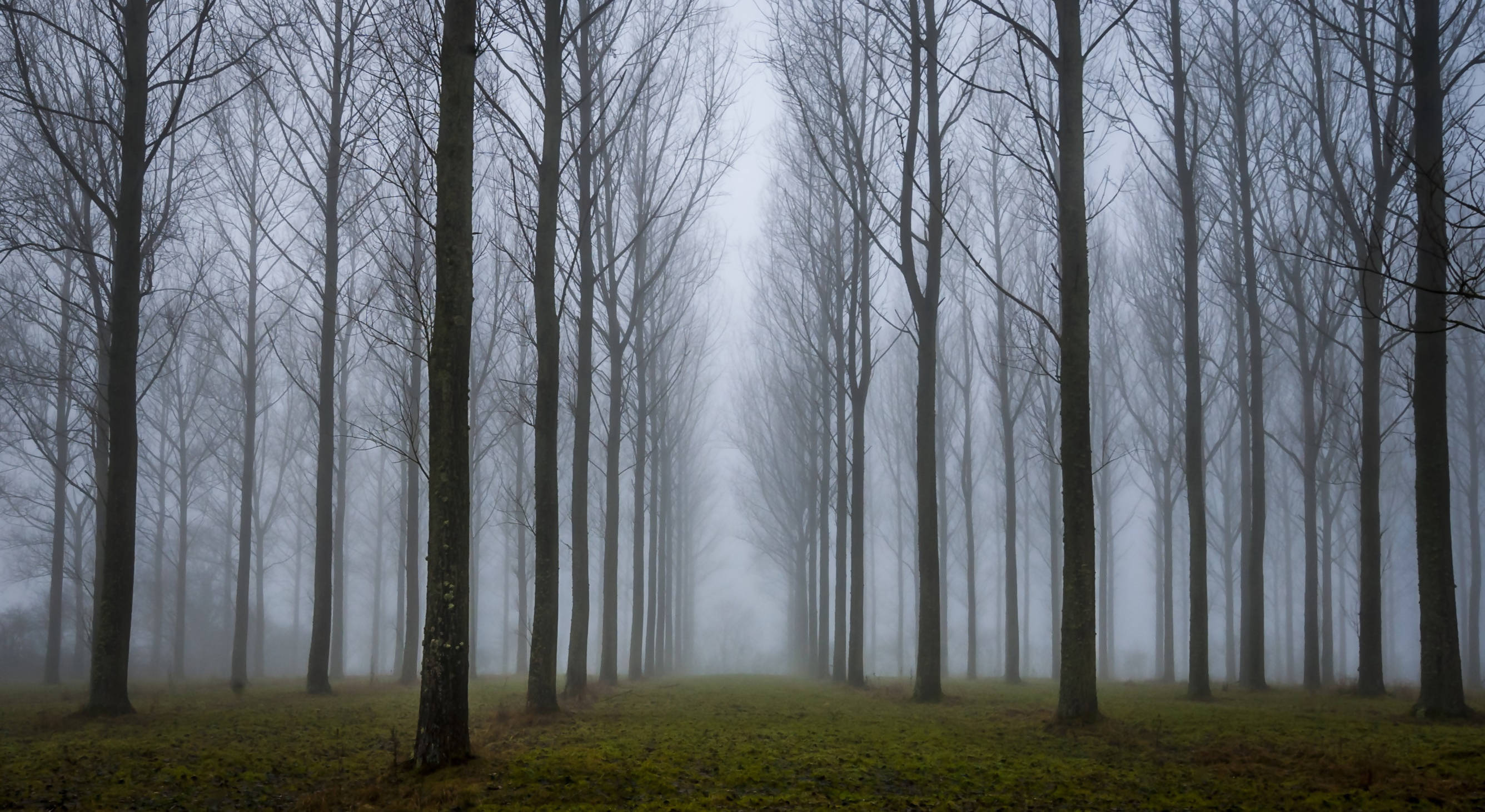 Misty Trees (A4 frame)