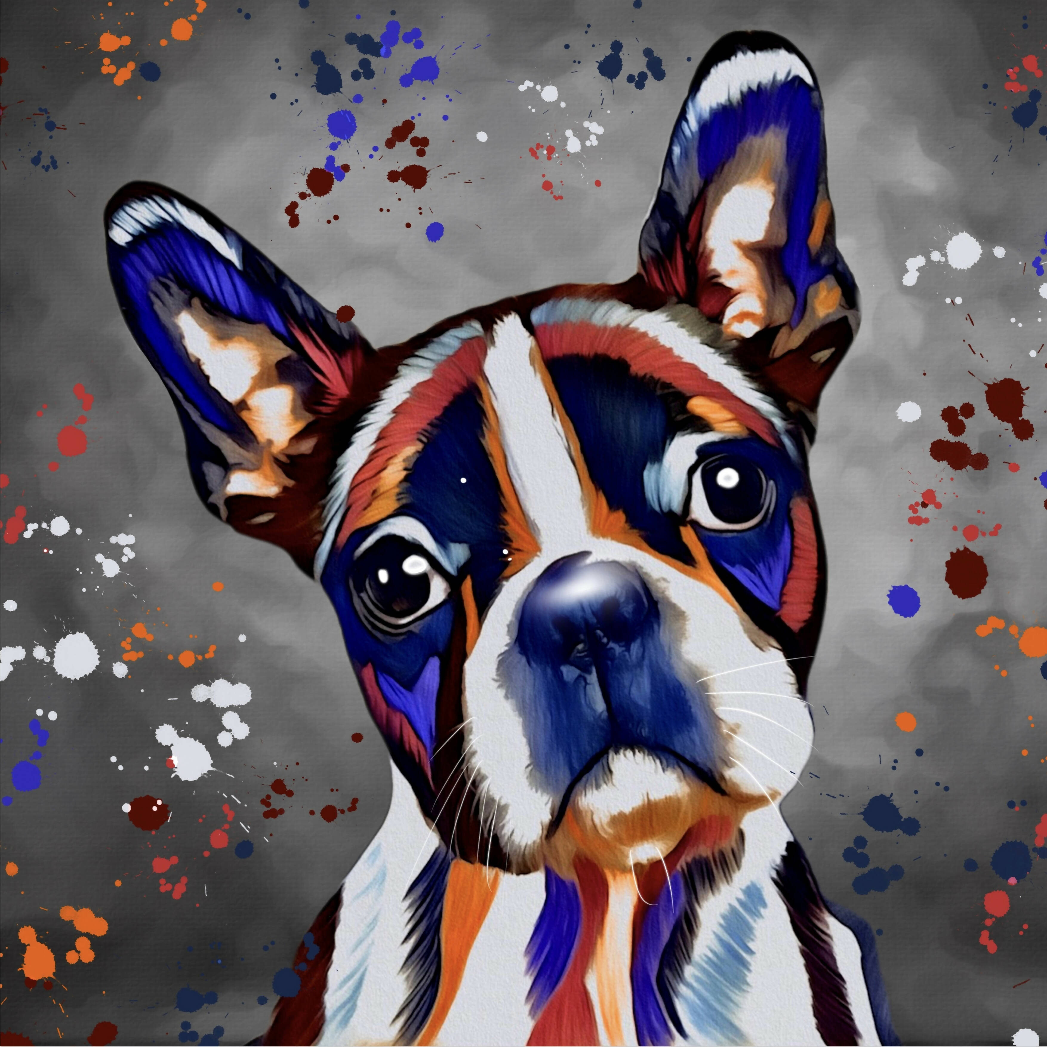 BOSTON TERRIER DOG COLOUR SPLASH FRAMED ARTWORK.