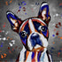BOSTON TERRIER DOG COLOUR SPLASH FRAMED ARTWORK.