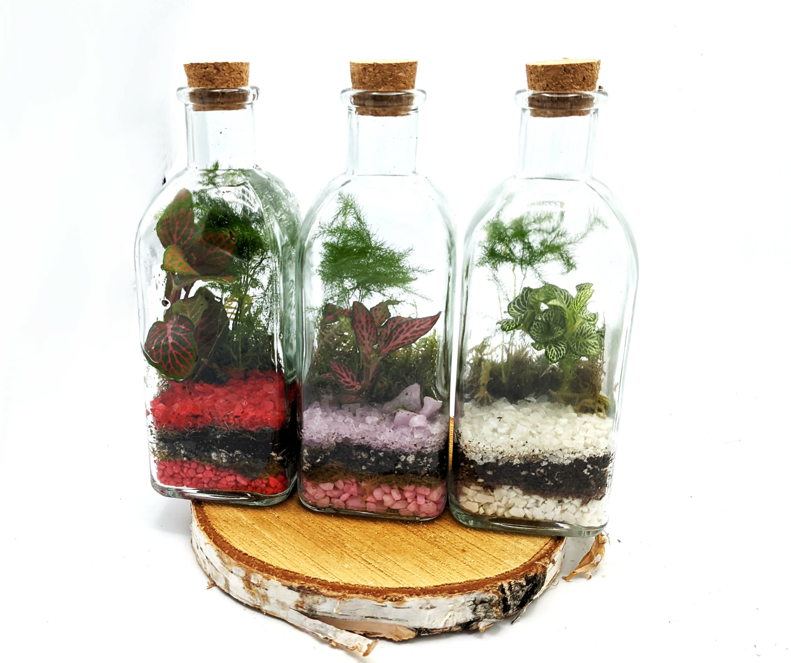 Tall Square Terrarium 500ml