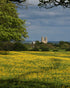 Beverley Minster Overlooks the Buttercups