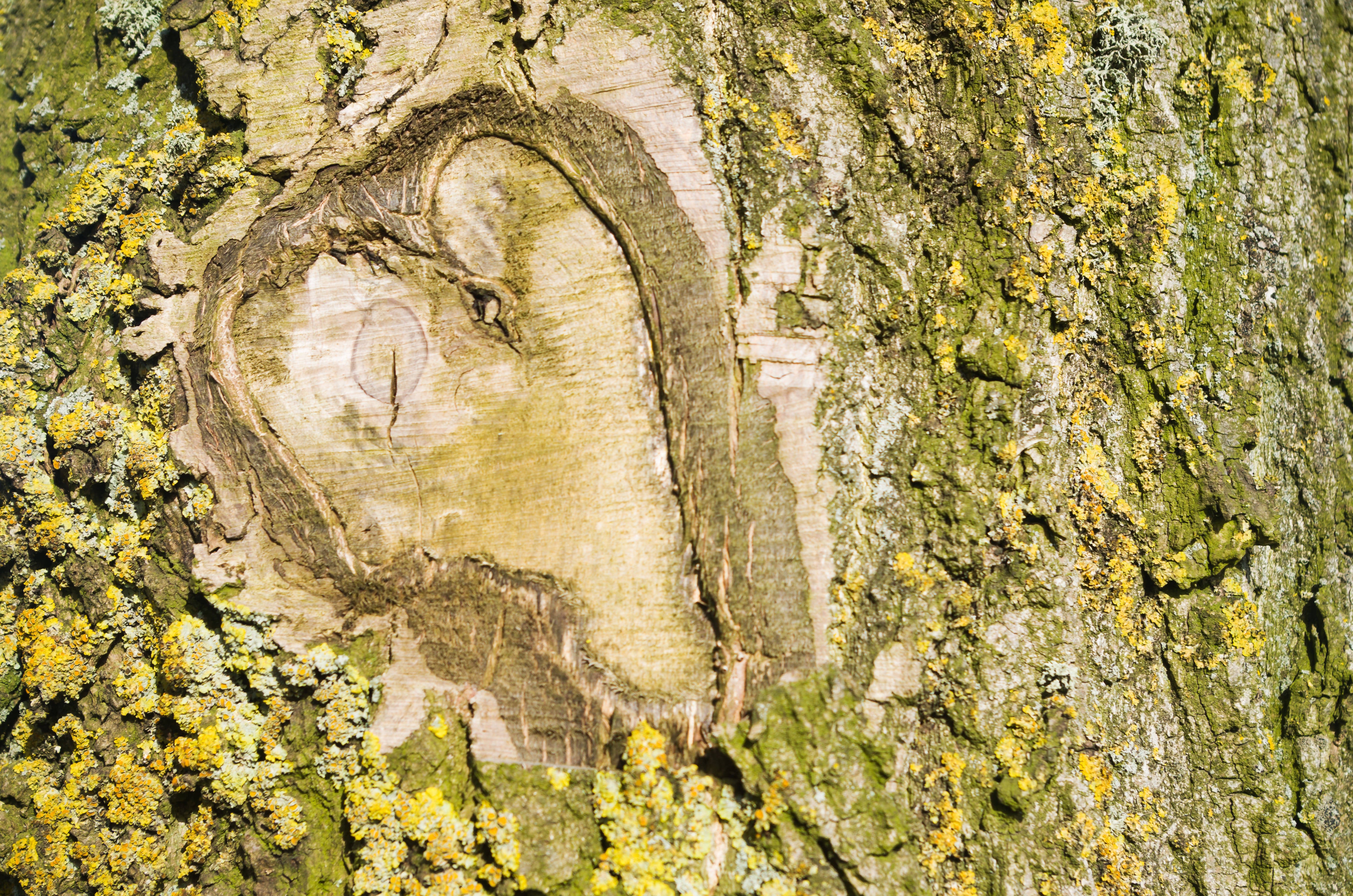 Tree Love - Print in A4 Mount