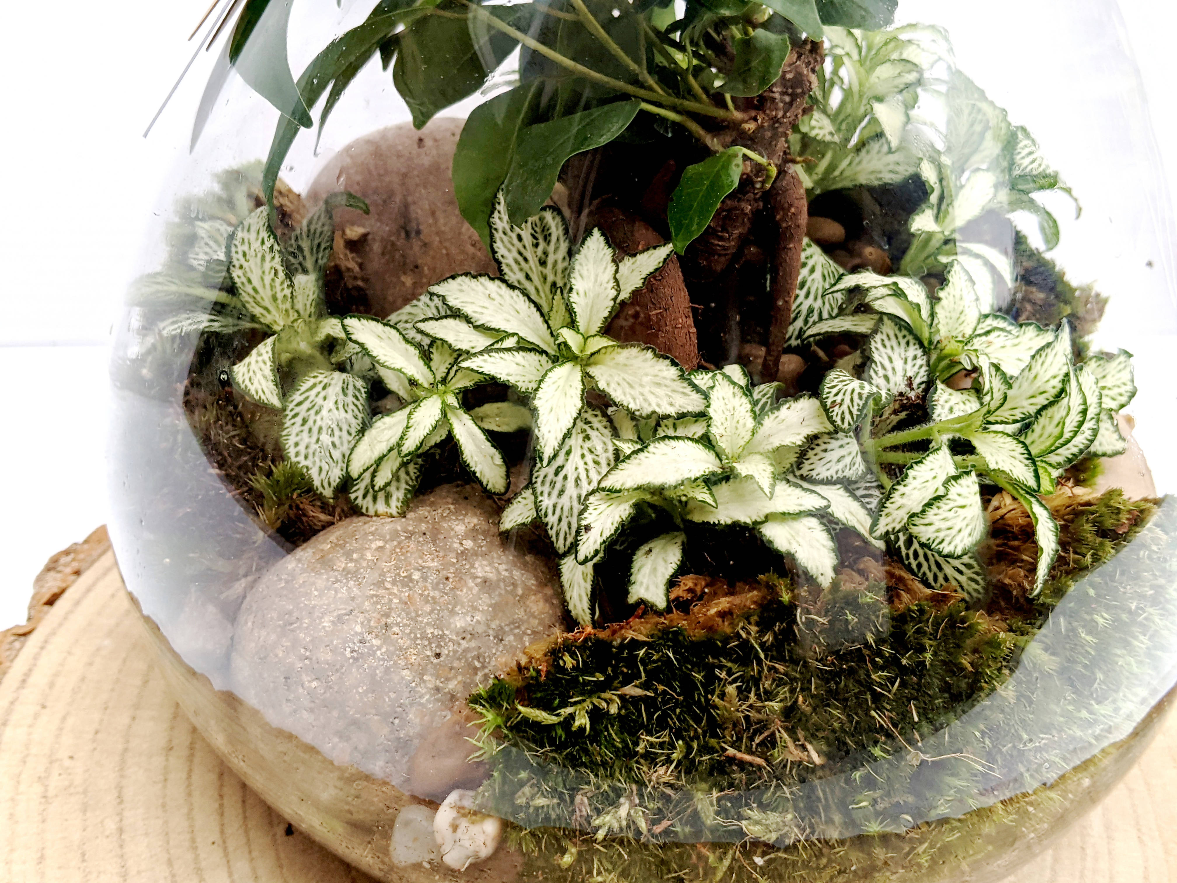 Conical Closed Bonsai Terrarium