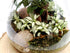 Conical Closed Bonsai Terrarium