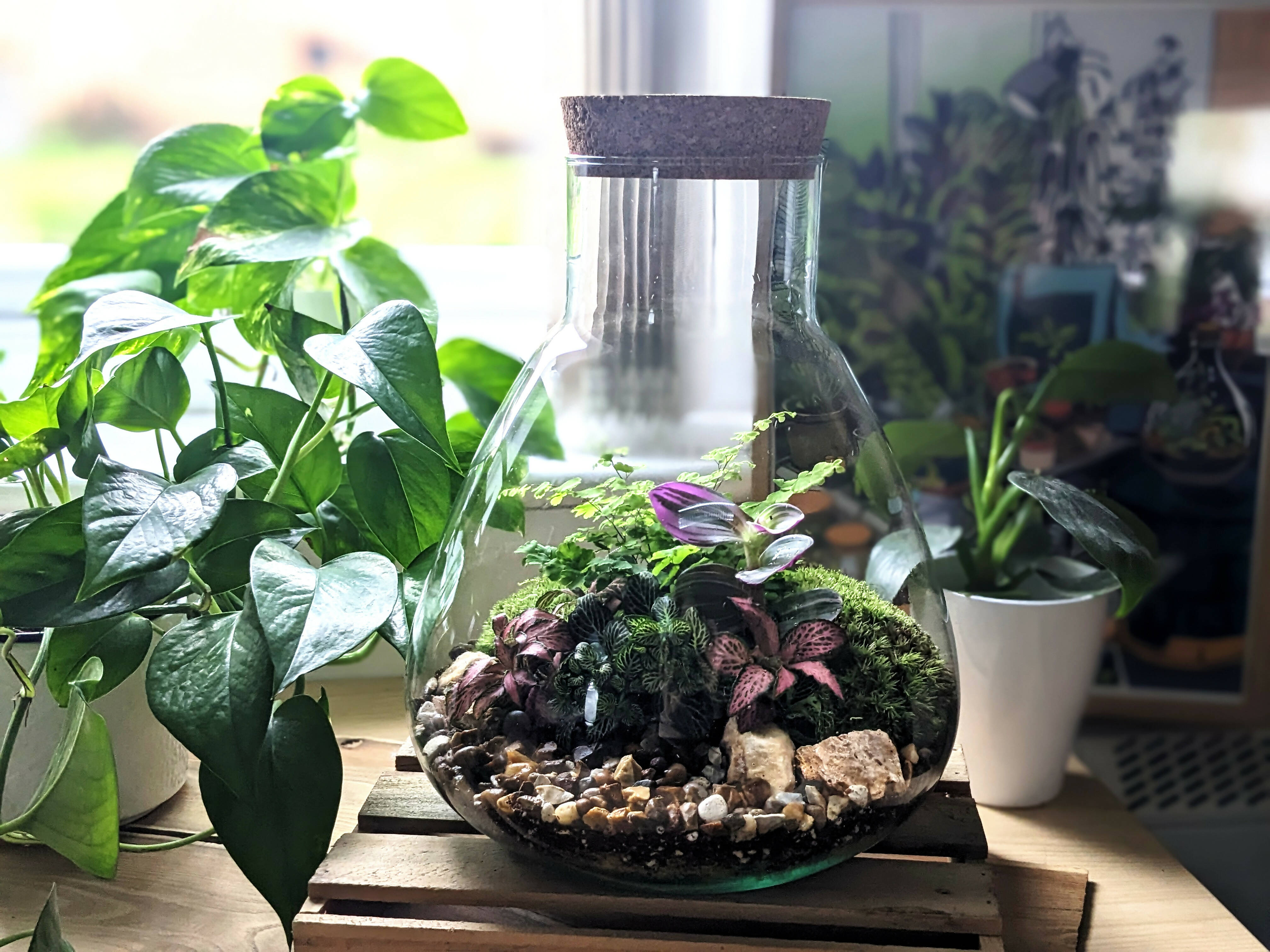 XL Conical Terrarium