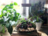 XL Conical Terrarium