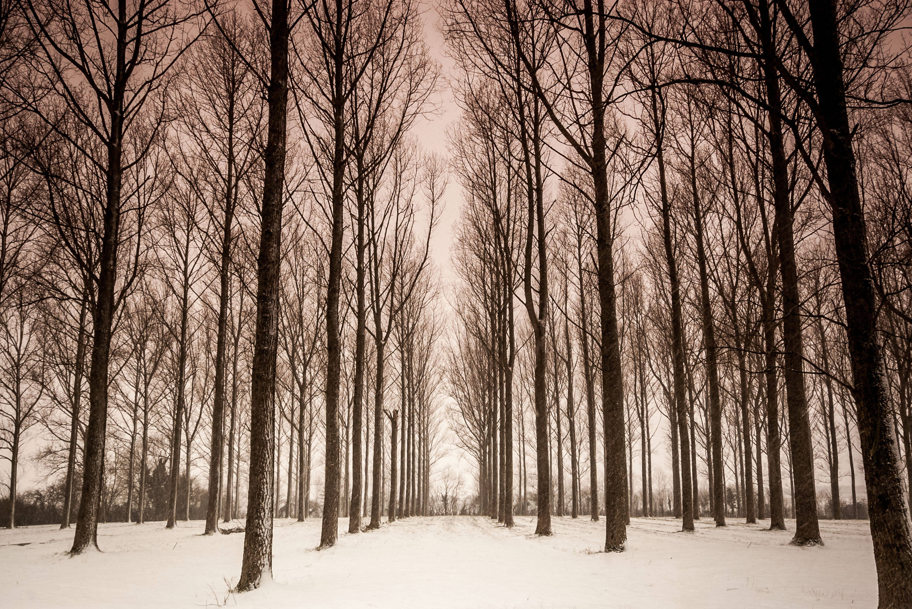 Snowy Trees - Print in A4 Mount