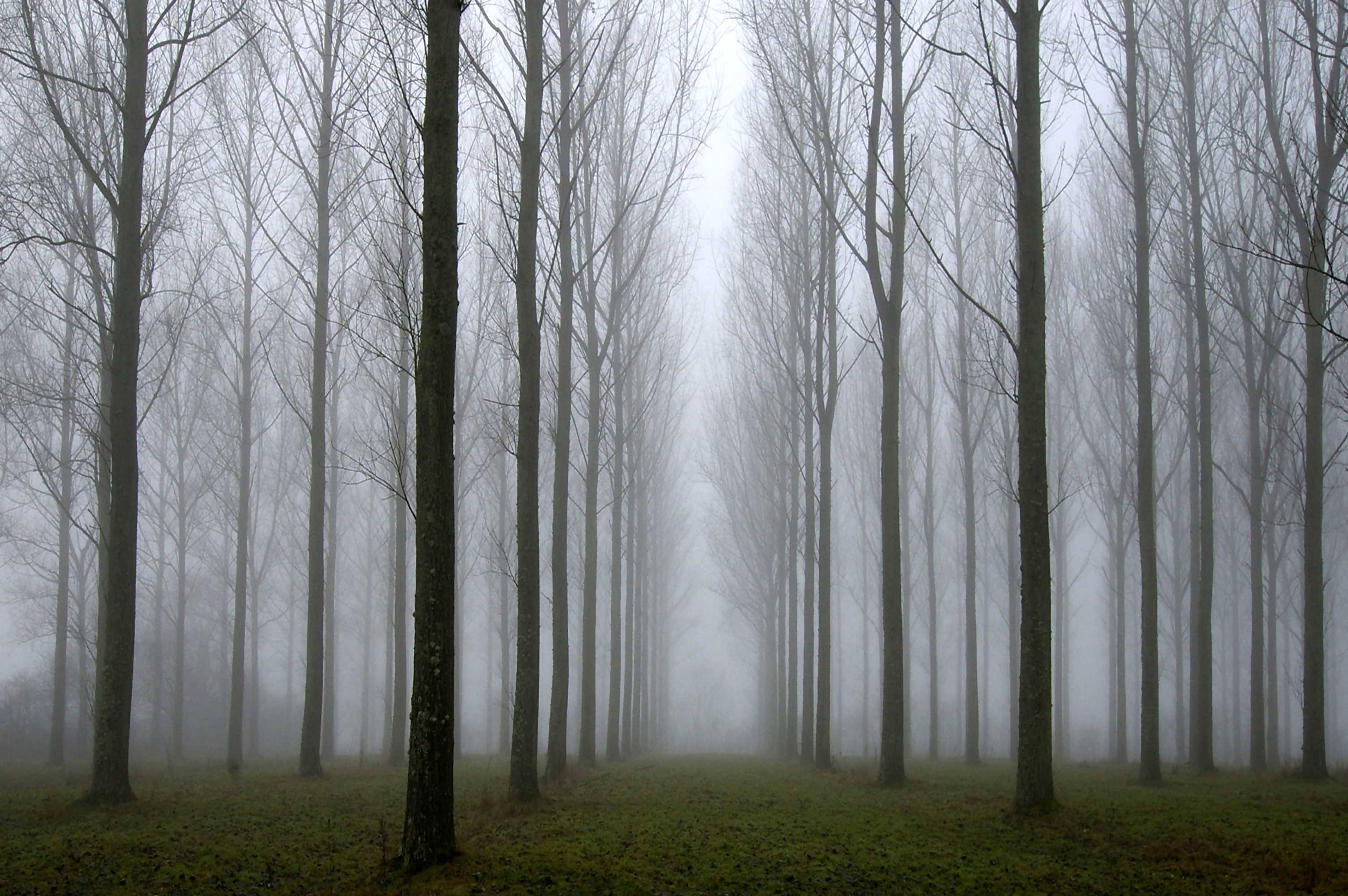 Misty Trees (Large 50cm x40cm Frame)