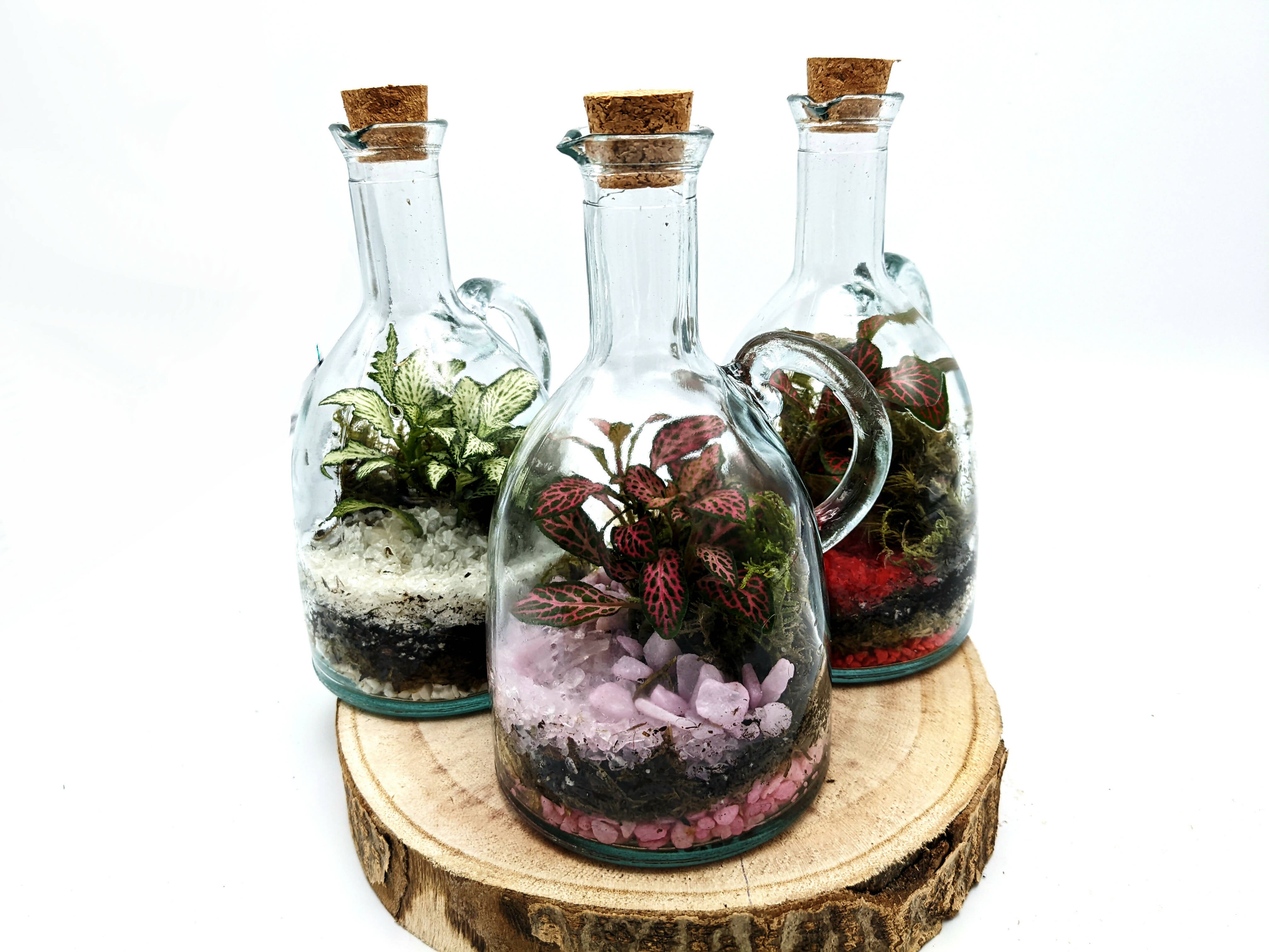 500ml Oil Bottle Terrarium