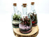 500ml Oil Bottle Terrarium