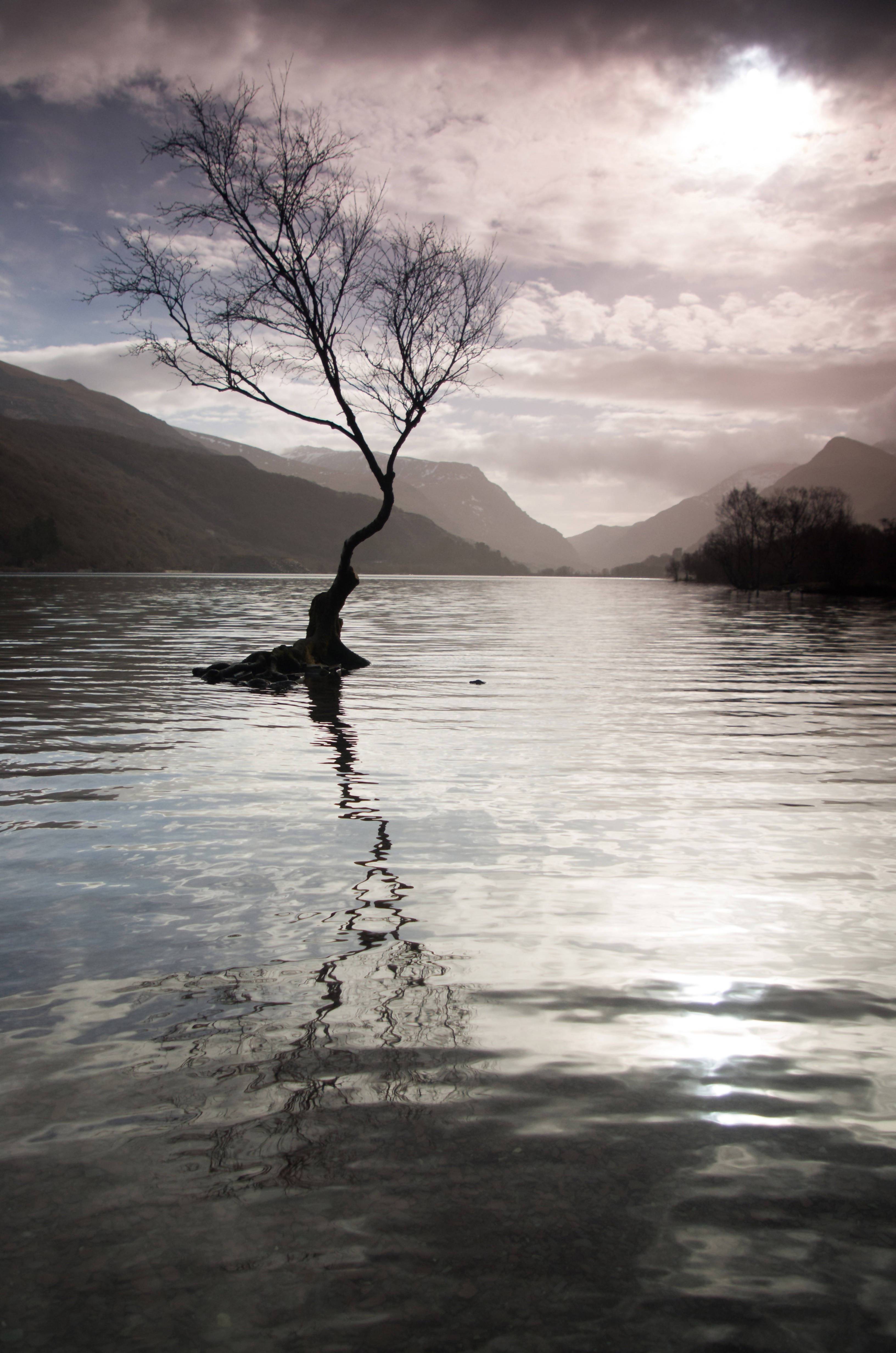 Llyn Padarn Tree (A4 Frame)