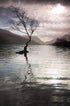 Llyn Padarn Tree (A4 Frame)