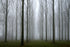 Misty trees (Small Frame)