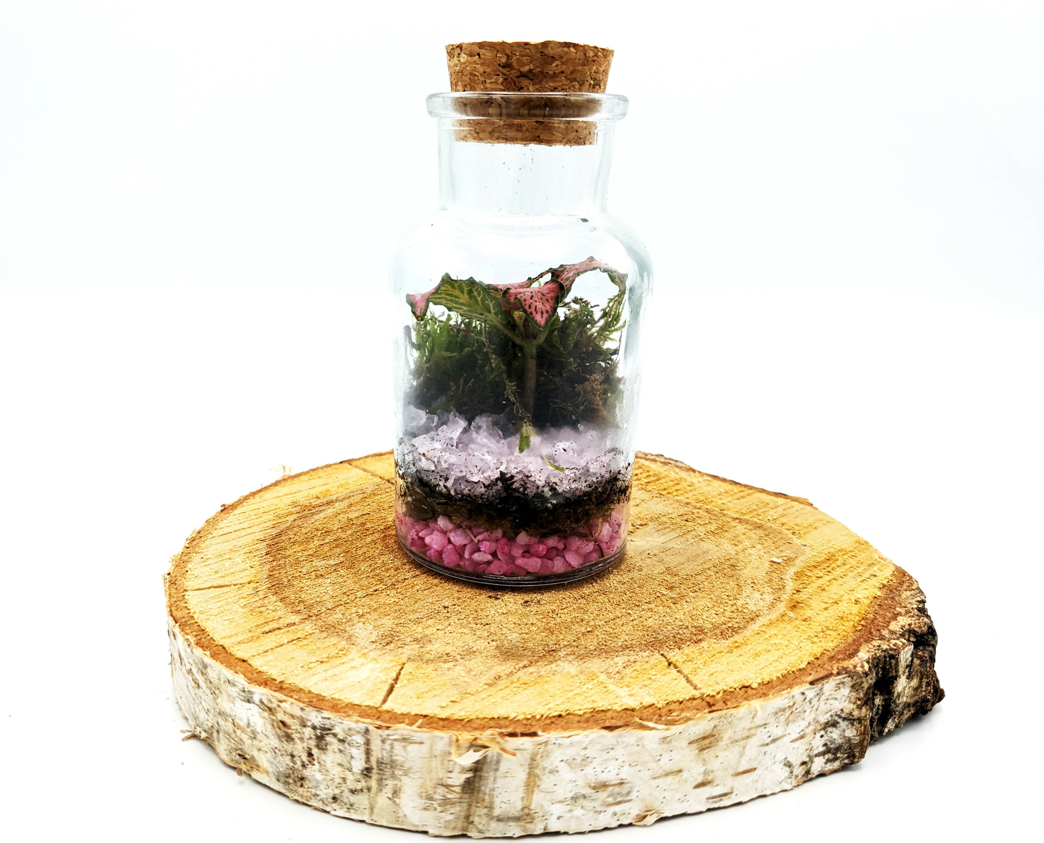 Small 150ml Bottle Terrarium