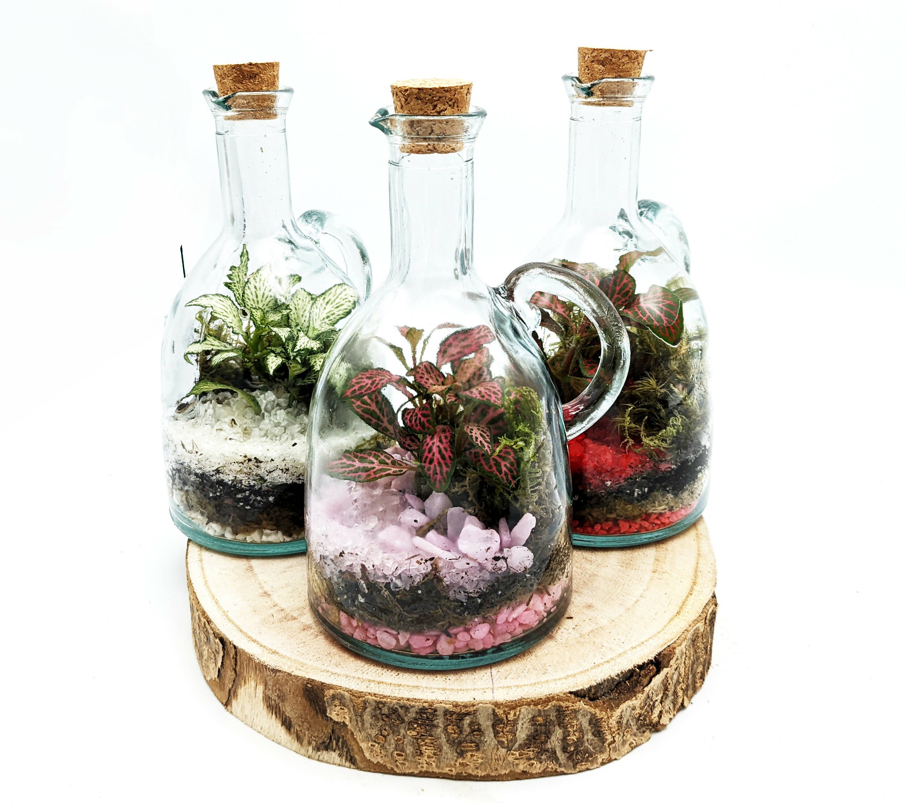500ml Oil Bottle Terrarium
