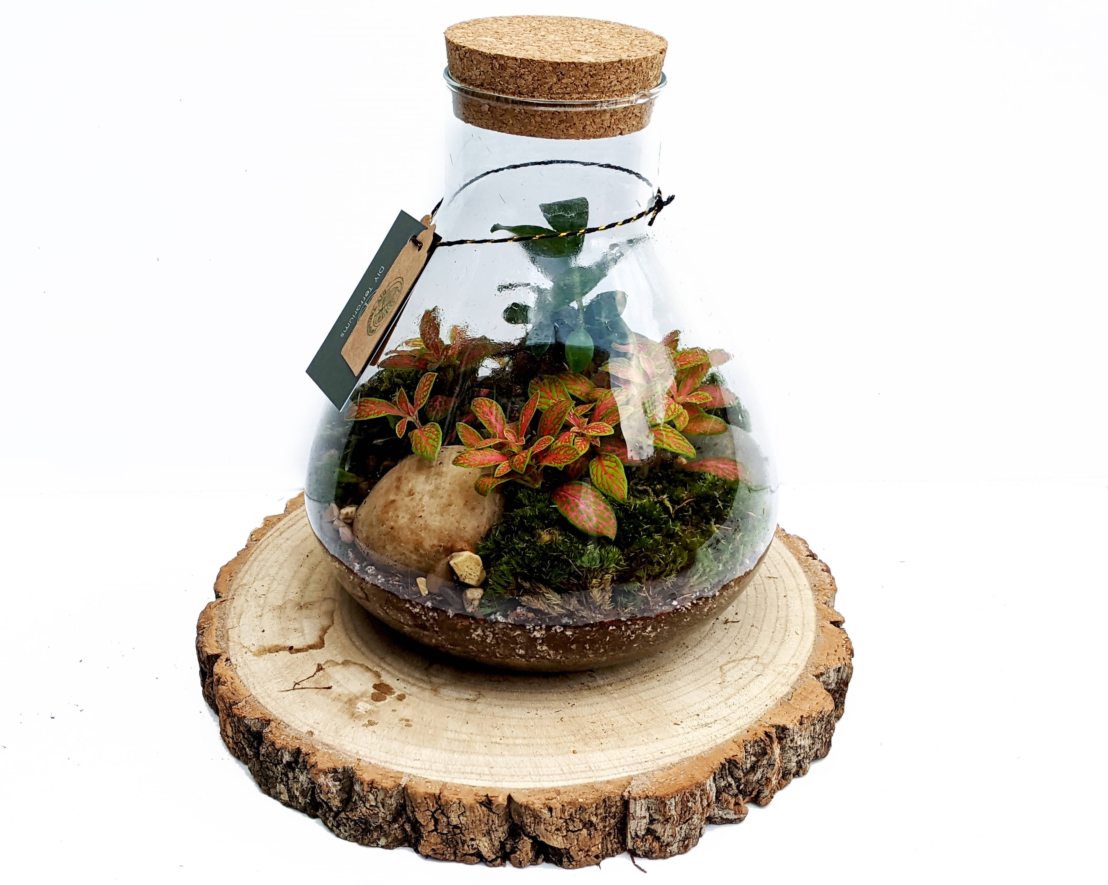 Conical Closed Bonsai Terrarium
