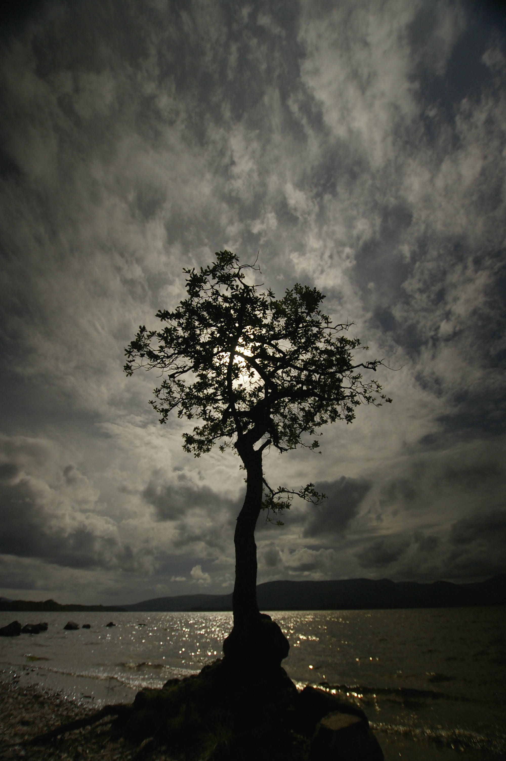 Loch Lomond Oak Tree - Card