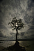 Loch Lomond Oak Tree - Card