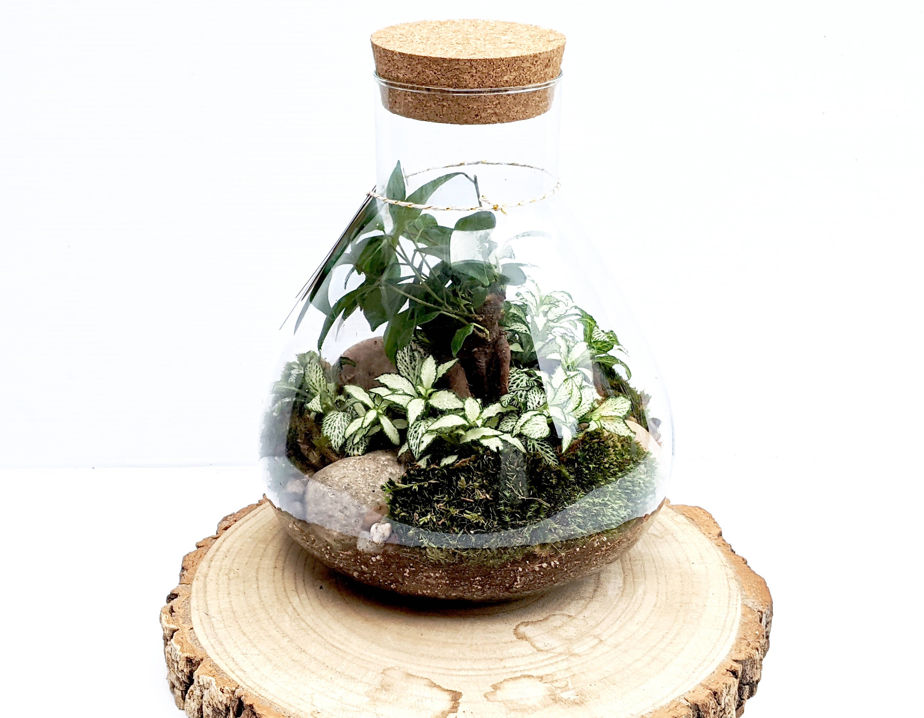 Conical Closed Bonsai Terrarium