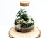 Conical Closed Bonsai Terrarium