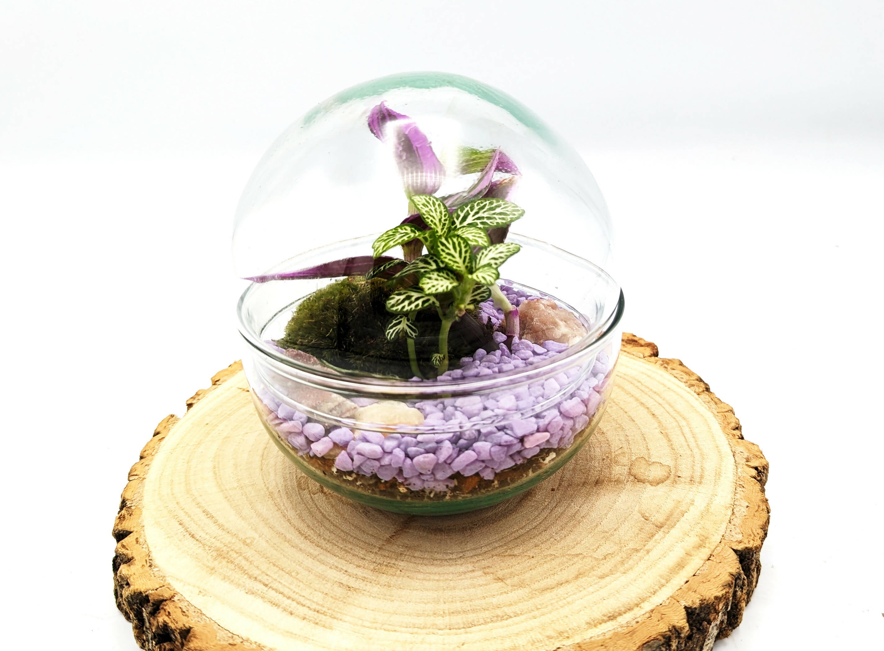 Small Egg Terrarium