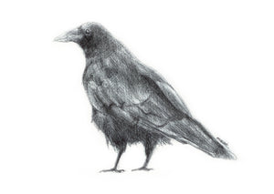 A5/A6 Carrion Crow Bird Art Print | Biro-pen/Ballpoint Drawing