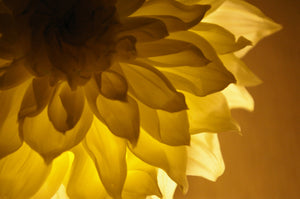 Close up photograph of part of a back-lit dahlia