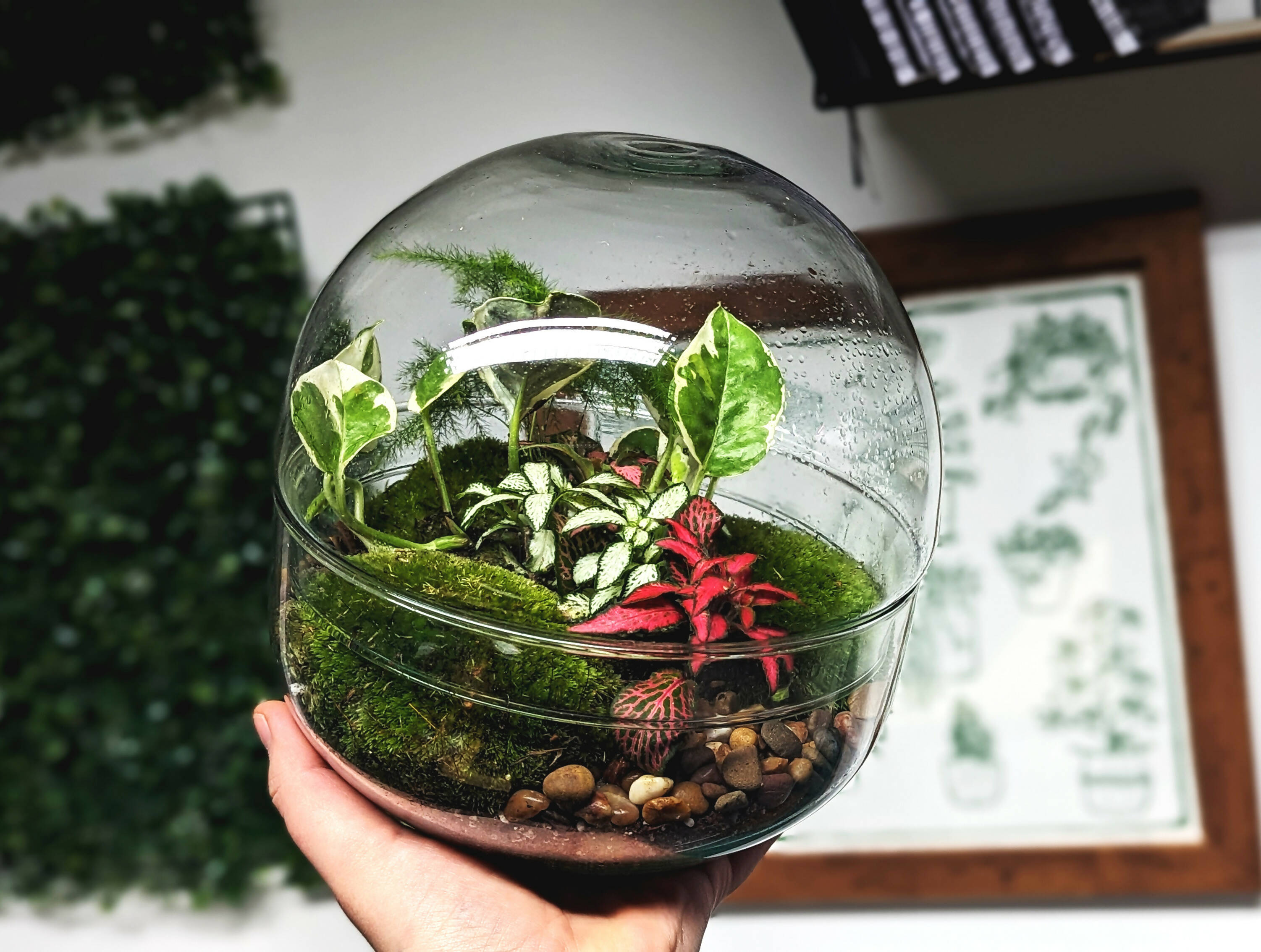 Egg Terrarium