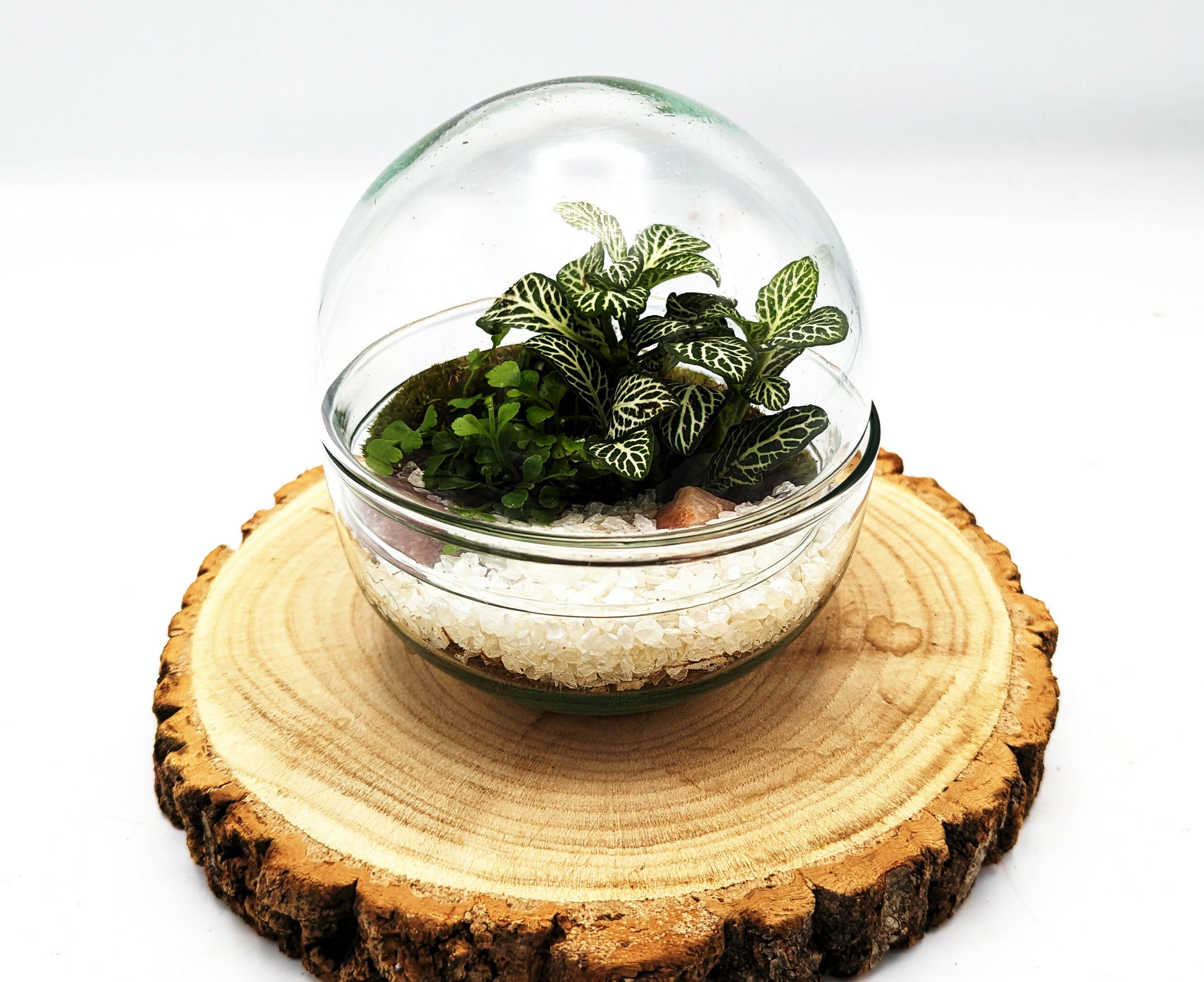 Small Egg Terrarium