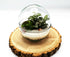 Small Egg Terrarium