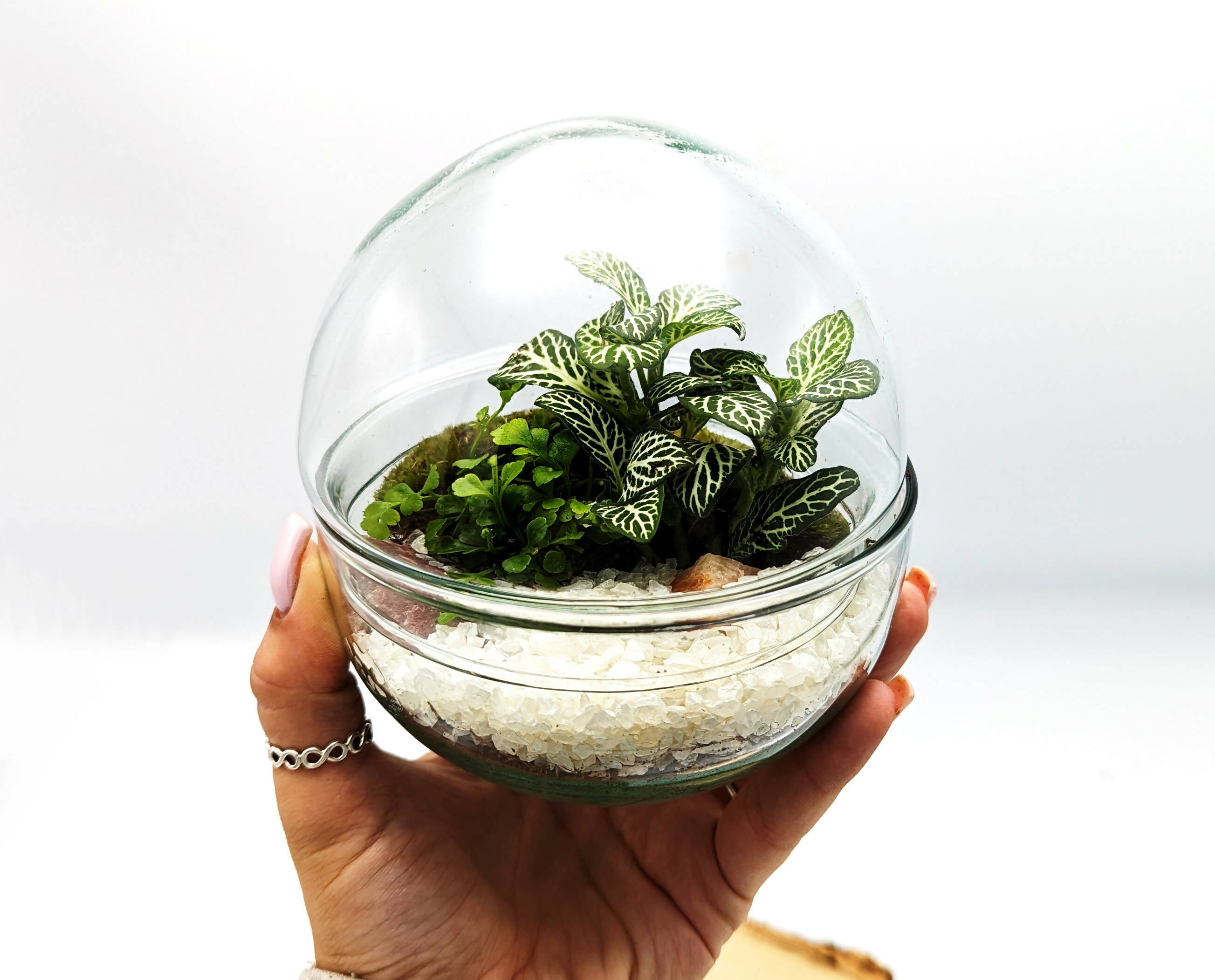 Small Egg Terrarium