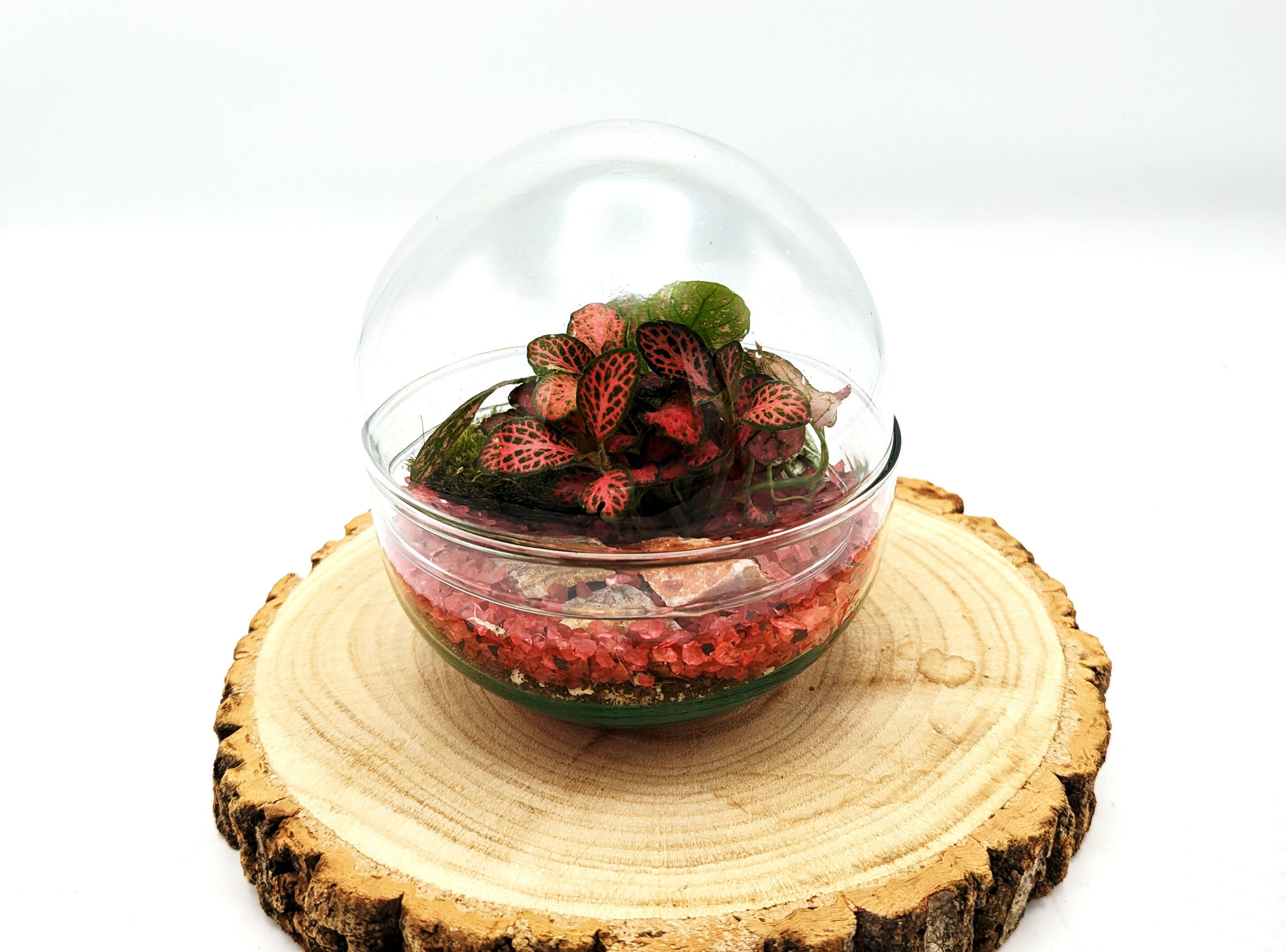 Small Egg Terrarium