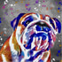 BULLDOG COLOUR SPLASH FRAMED ARTWORK.